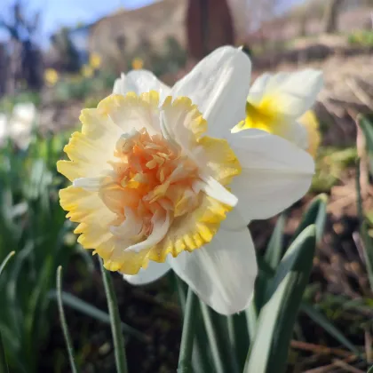 Petit Four nárcisz – Narcissus – nárciszhagymák