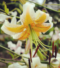 Lady Alice liliom – Lilium – liliomhagyma – termesztés