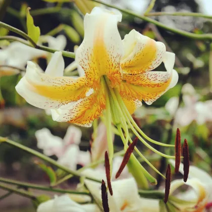 Lady Alice liliom – Lilium – liliomhagyma – termesztés
