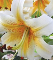 Mister Cas liliom – Lilium – hagyma – termesztés