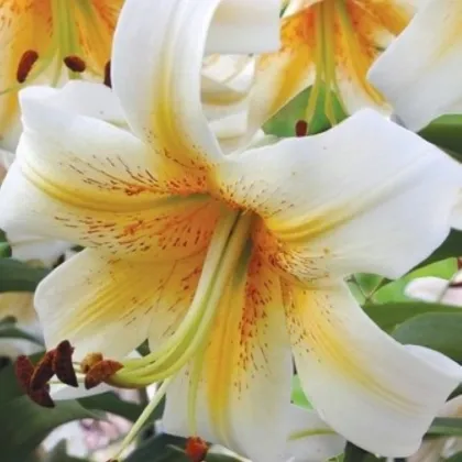 Mister Cas liliom – Lilium – hagyma – termesztés