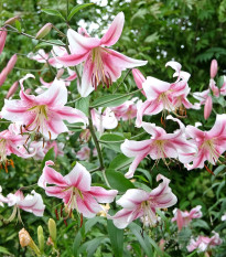Anastasia liliom – Lilium – hagyma – termesztés