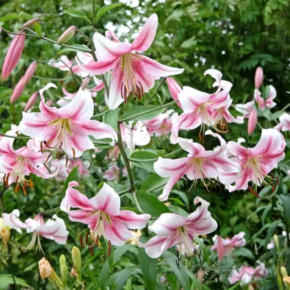 Anastasia liliom – Lilium – hagyma – termesztés