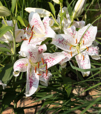 Muscadet liliom – Lilium – liliomhagyma – termesztés