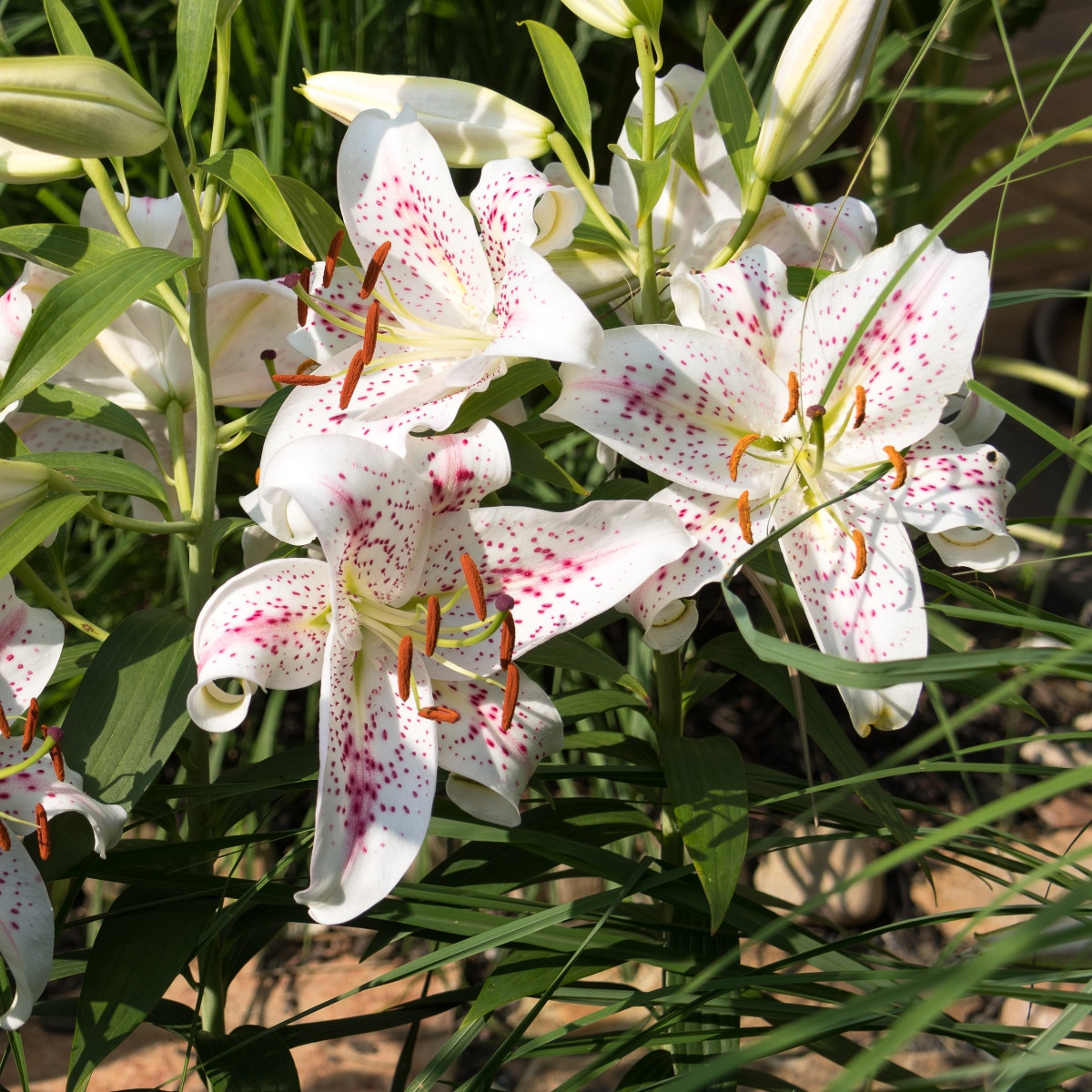 Muscadet liliom – Lilium – liliomhagyma – termesztés