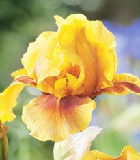 Golden Muffin német nőszirom – Iris germanica – rizóma