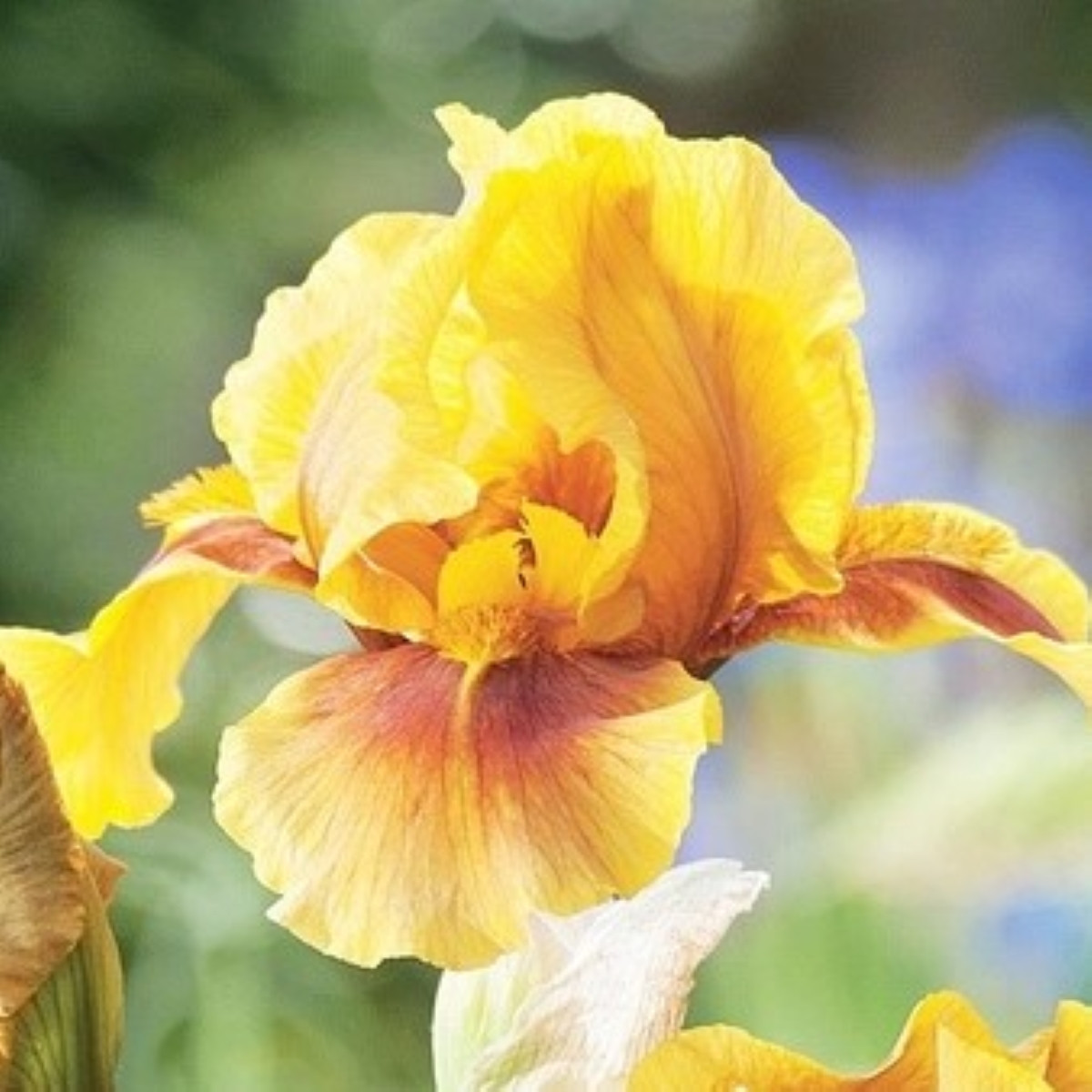 Golden Muffin német nőszirom – Iris germanica – rizóma