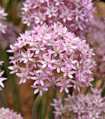 Pink Jewel díszhagyma – Allium – hagyma – termesztés