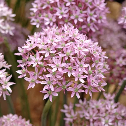 Pink Jewel díszhagyma – Allium – hagyma – termesztés