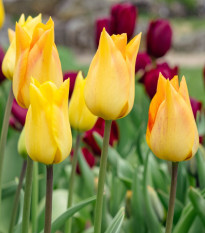 Moonblush tulipán – Tulipa – virághagyma