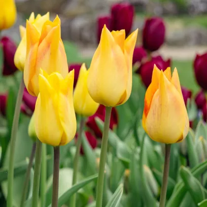 Moonblush tulipán – Tulipa – virághagyma