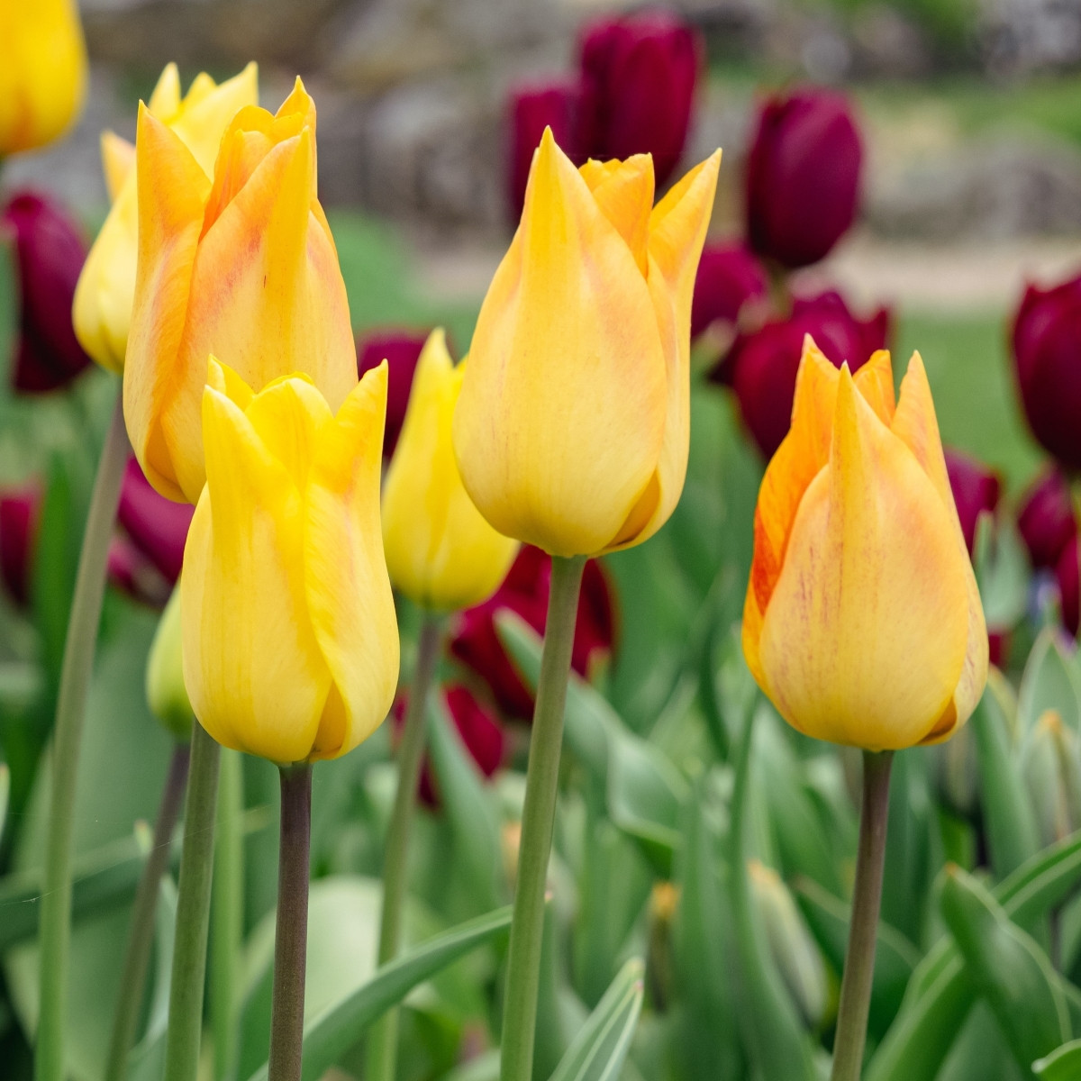 Moonblush tulipán – Tulipa – virághagyma
