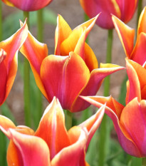 Sonnet tulipán – Tulipa – virághagymák