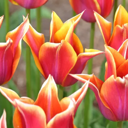 Sonnet tulipán – Tulipa – virághagymák