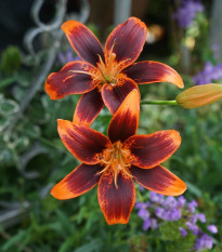 Forever Susan liliom – Lilium – hagyma – termesztés