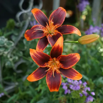 Forever Susan liliom – Lilium – hagyma – termesztés