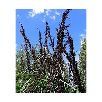 Ozdobný rákos - Gahnia trifida - semena ozdobného rákosu - 10 ks