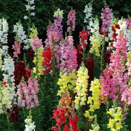 Hledík větší - Antirrhinum majus - semena hledíku - 400 ks