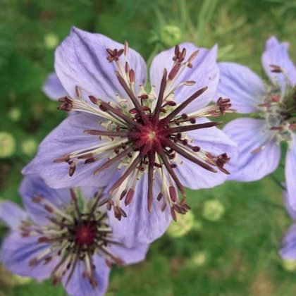 Černucha španělská - Nigella hispanica - semena černuchy - 80 ks