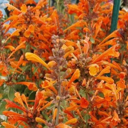 Agastache Apricot - Agastache aurantiaca - semena agastache - 20 ks