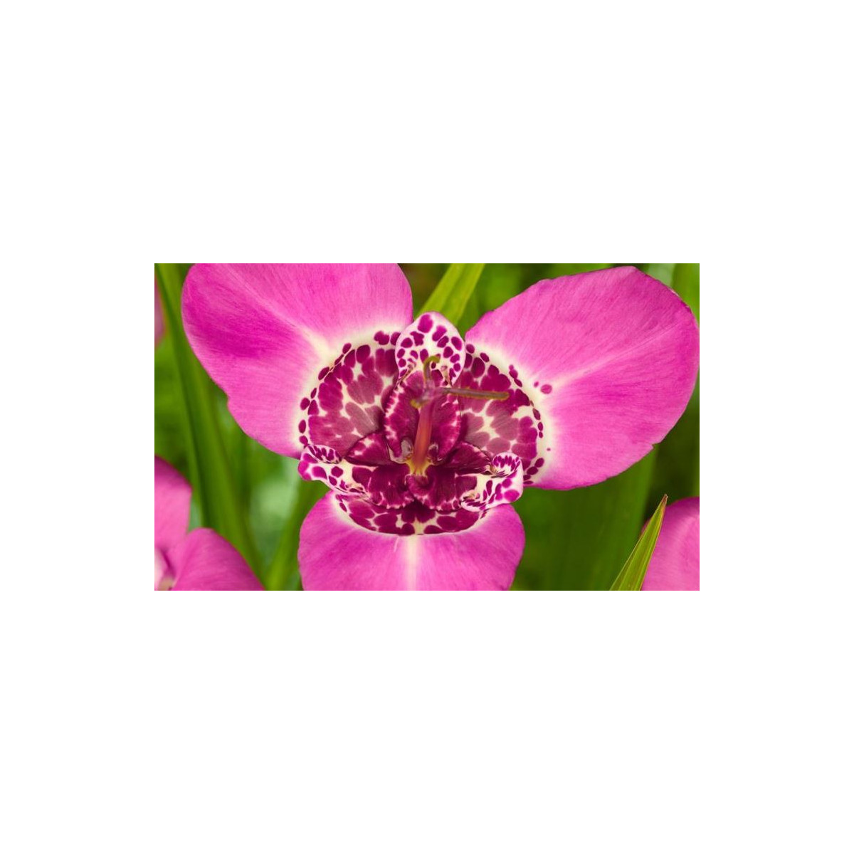 Tygřice růžová - Tigridia lilacea - hlízy tygřice - 3 ks