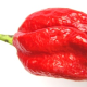 Chilli Naga Viper - Capsicum chinense - semena chilli - 6 ks