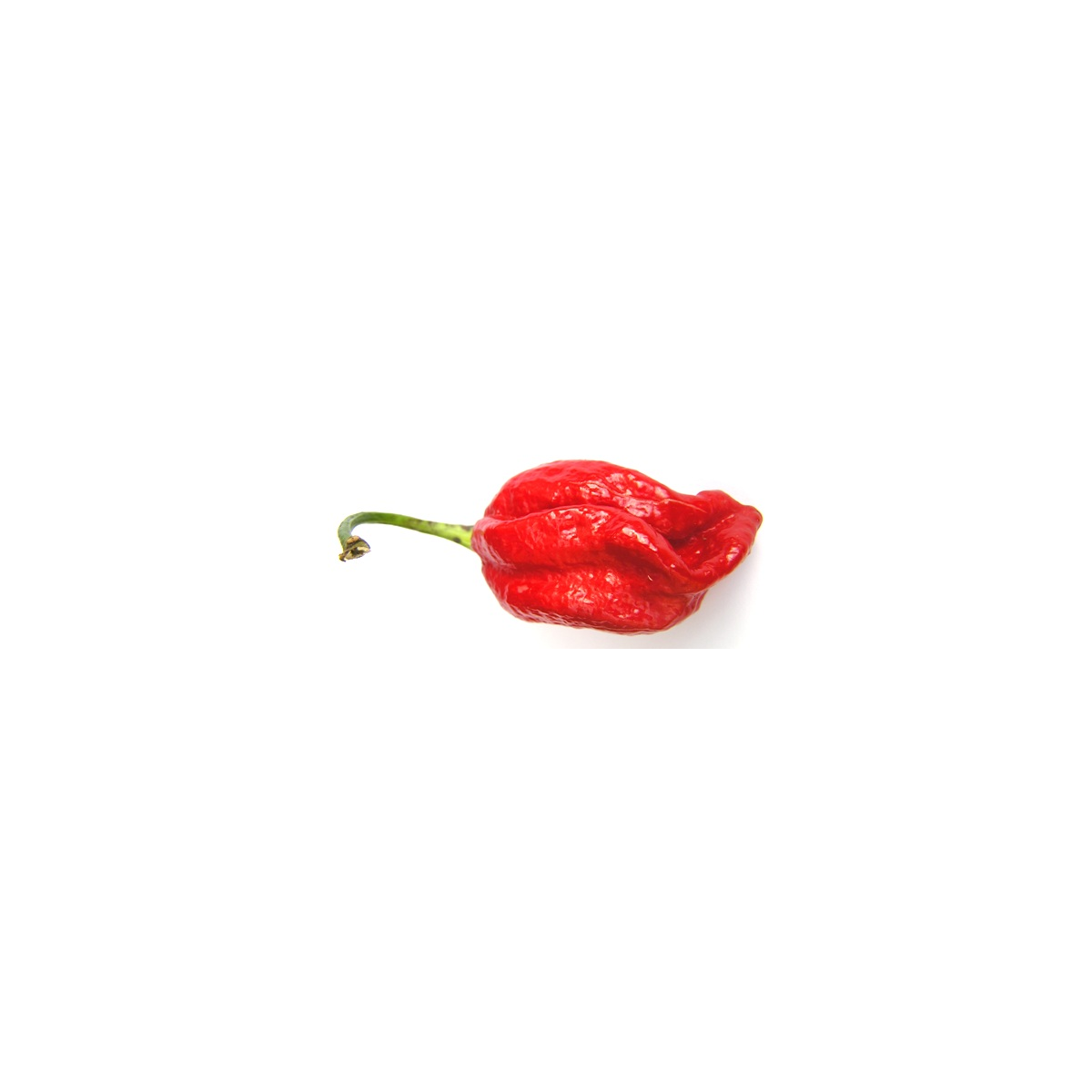 Chilli Naga Viper - Capsicum chinense - semena chilli - 6 ks
