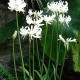 Nerine bílá - Nerine alba - hlízy nerine - 1 ks