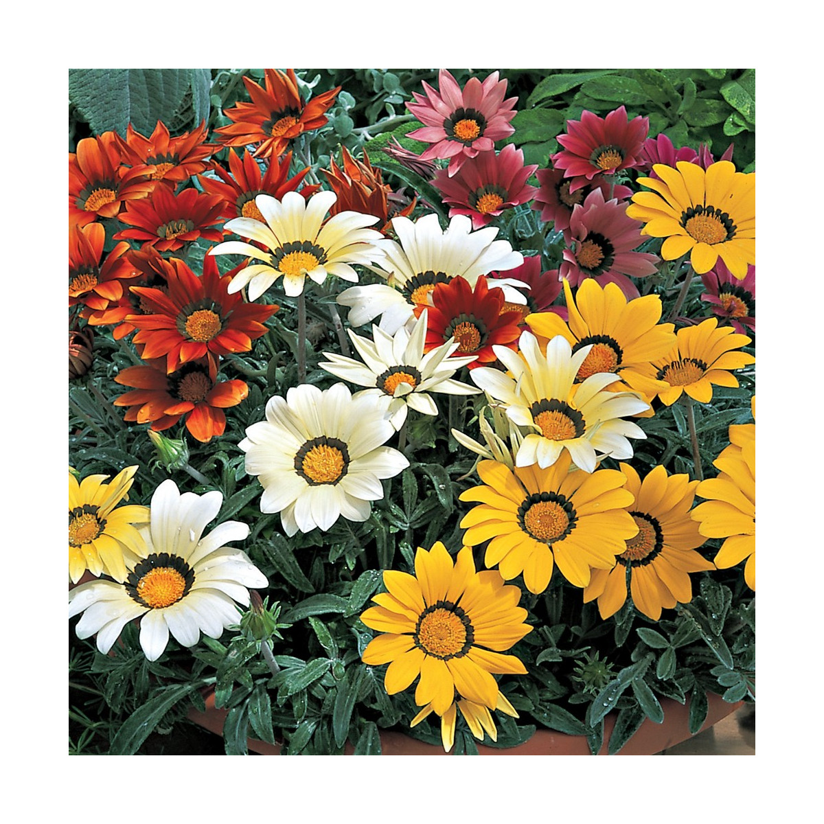 Gazánie zářivá směs barev - Gazania splendes - semena - 50 ks