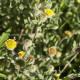 Blešník obecný - Pulicaria vulgaris - semena blešníku - 50 ks