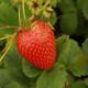 Jahodník stáleplodící Delician F1 - Fragaria ananassa - semena - 7 ks
