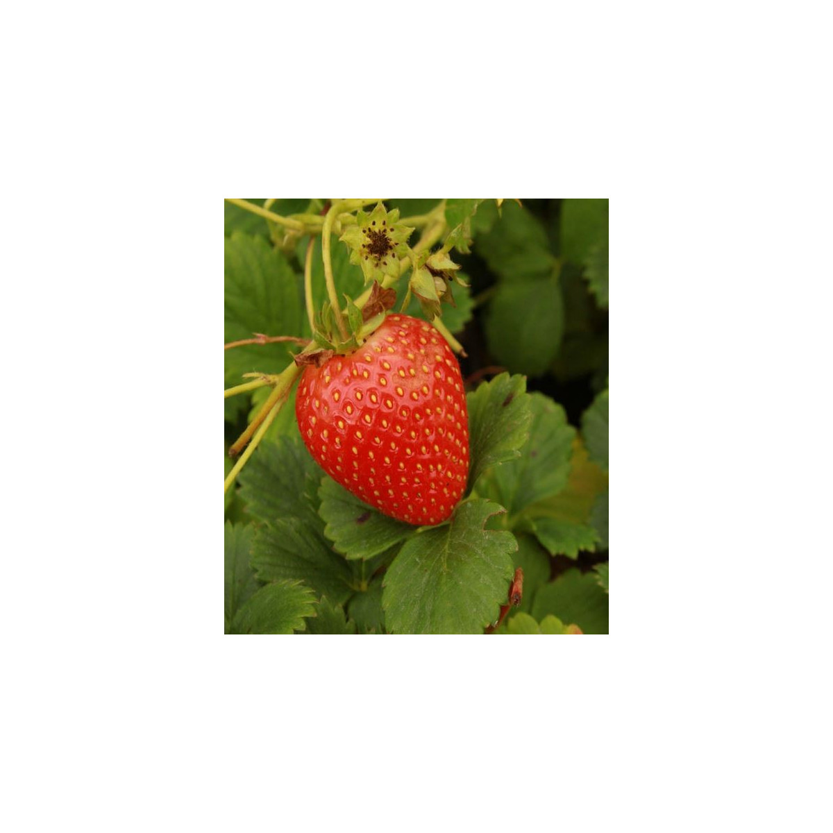 Jahodník stáleplodící Delician F1 - Fragaria ananassa - semena - 7 ks