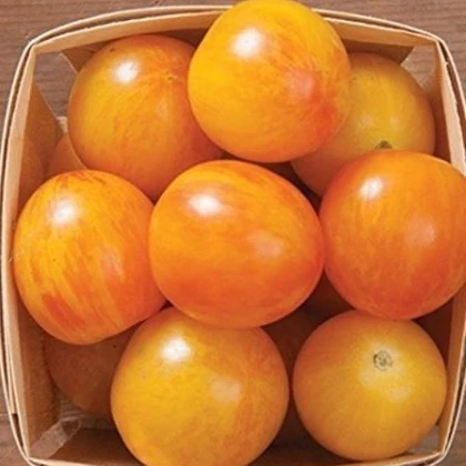 Rajče Artisan Golden Bumble Bee - Solanum lycopersicum - semena rajčete - 5 ks