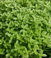 Bazalka Fino verde - Ocymum basilicum - semena - 50 ks