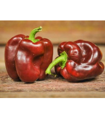 Paprika hnědá - Hnědá Kráska - Capsicum annuum - semena - 9 ks