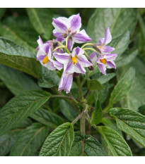 Pepino gold - Solanum muricatum - semena pepina - 5 ks