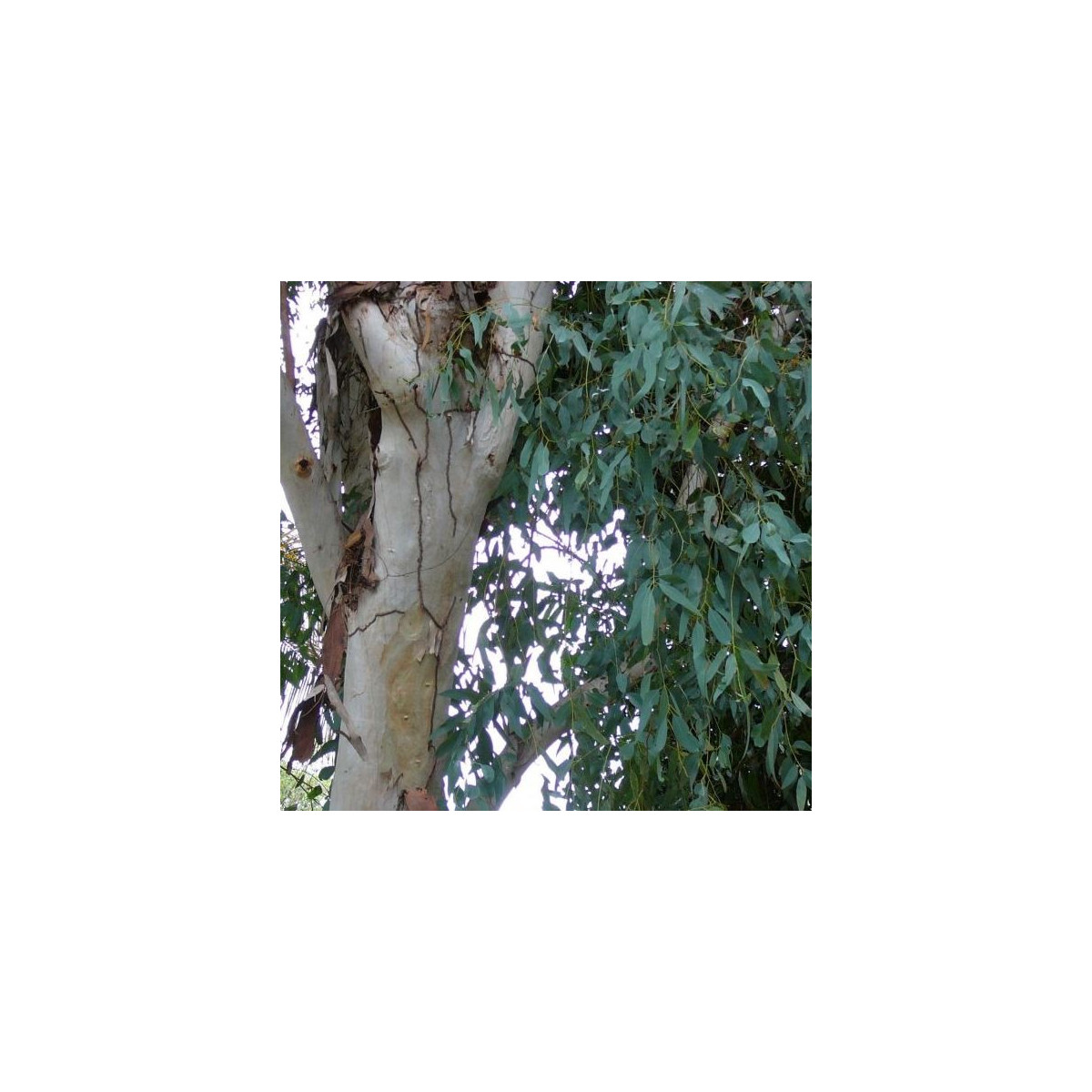 Eukalyptus kampanulata - prodej semen eukalyptu -Eucalyptus Campanulata - 7 ks