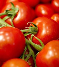 Paradicsommagok – karós paradicsom Mercedes F1 – Lycopersicon lycopersicum