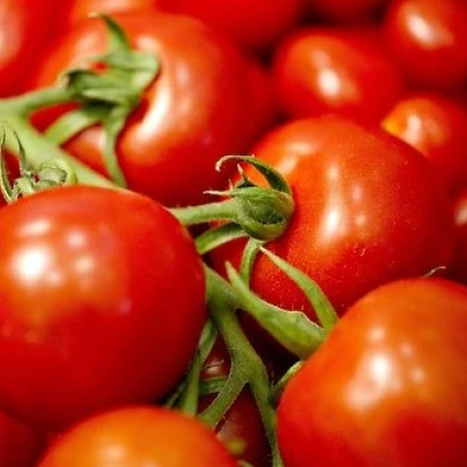 Paradicsommagok – karós paradicsom Mercedes F1 – Lycopersicon lycopersicum