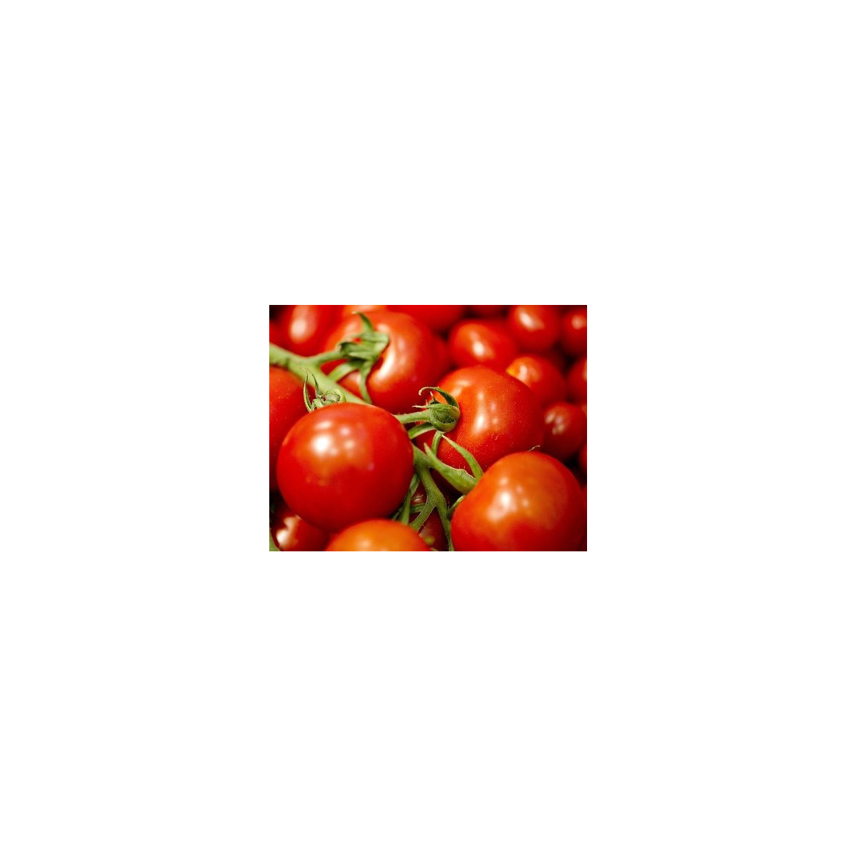 Paradicsommagok – karós paradicsom Mercedes F1 – Lycopersicon lycopersicum