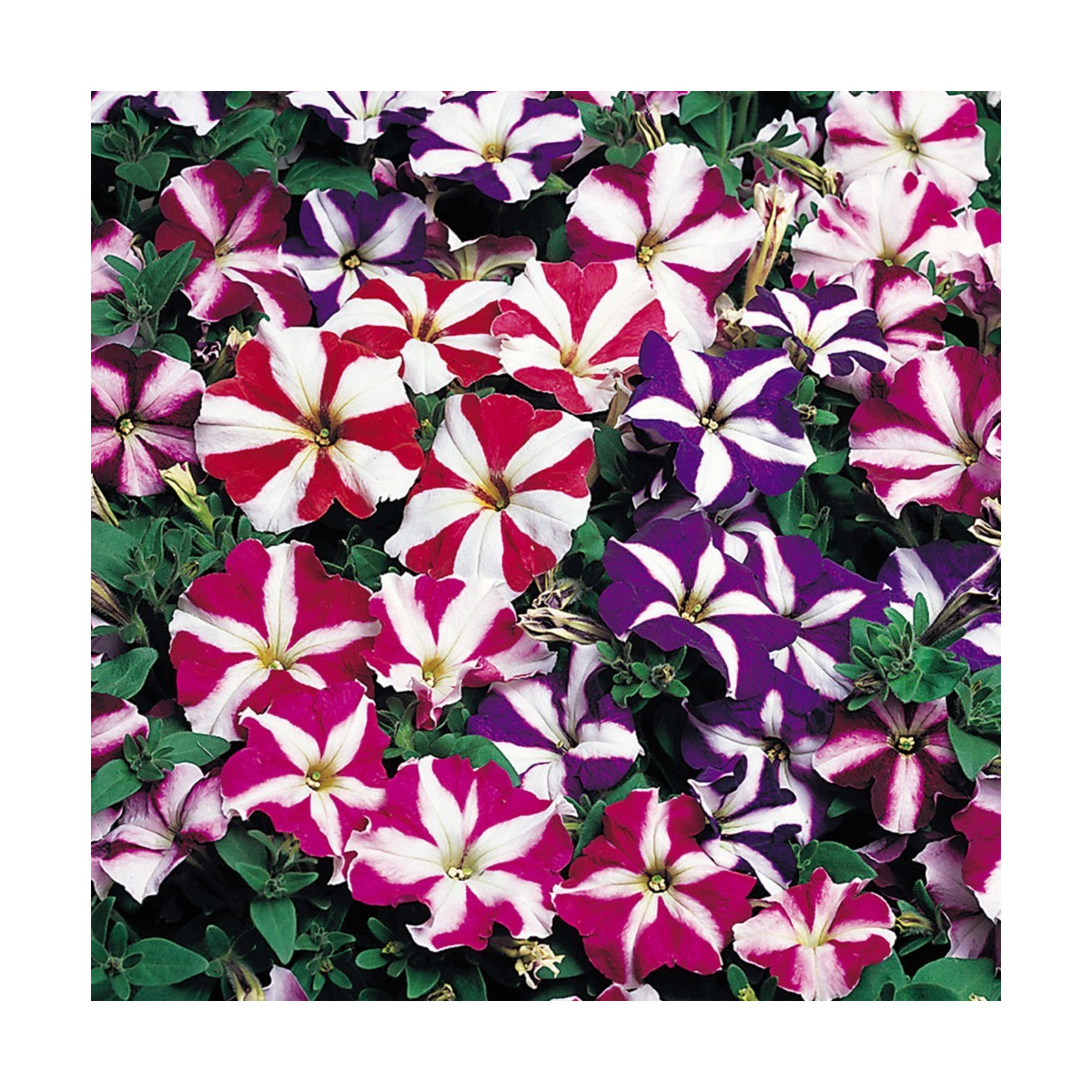 Petúnie nízká Stars mix - Petunia nana compacta - semena petúnie - 20 ks