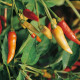 Chilli Tabasco - Capsicum frutescens - semena chilli - 7 ks