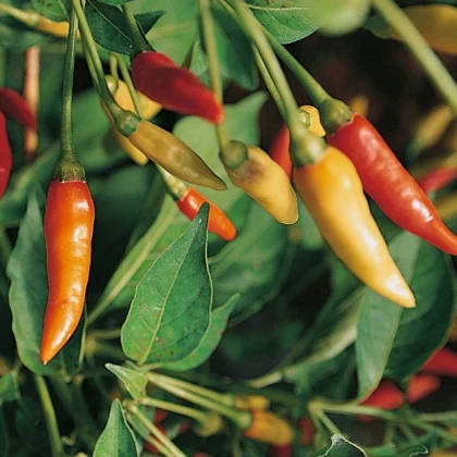 Chilli Tabasco - Capsicum frutescens - semena chilli - 7 ks