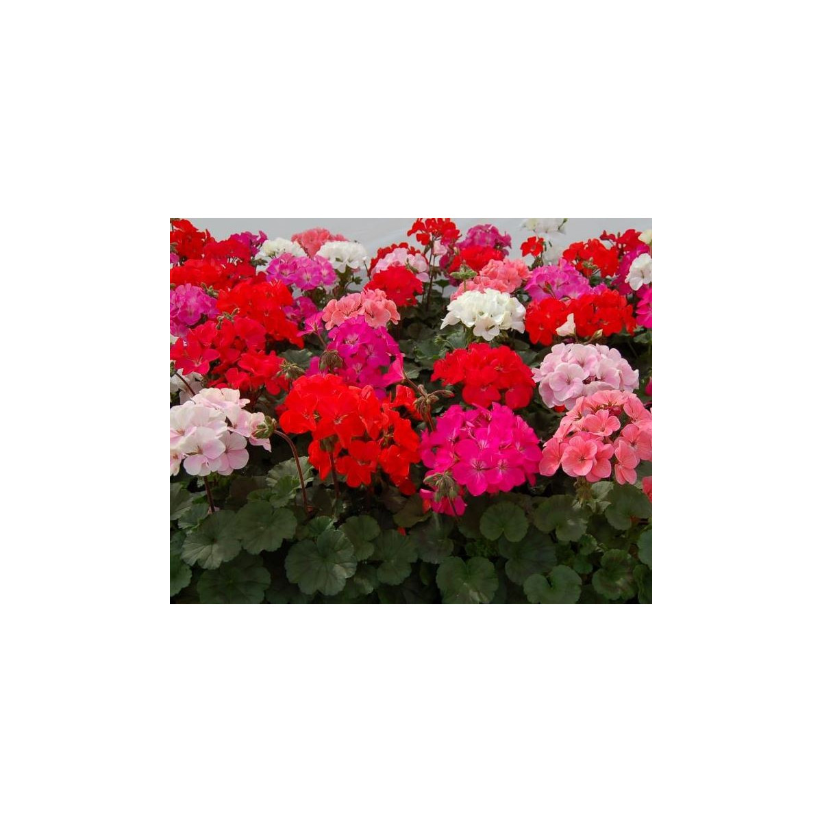 Muškát Paintbox směs - Pelargonium hybrids mix - semena - 8 ks