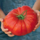 Rajče Gigantomo - Solanum lycopersicum - semena - 5 ks