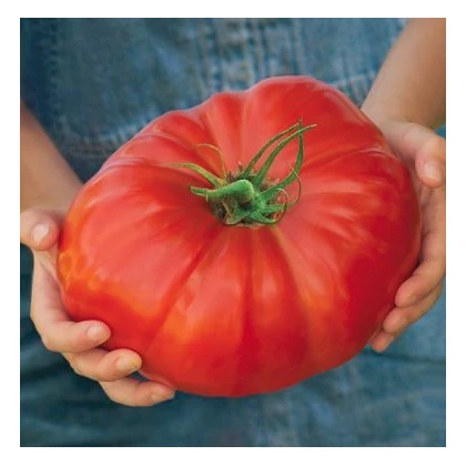 Rajče Gigantomo - Solanum lycopersicum - semena - 5 ks