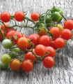 Divoká rajčátka - Solanum pimpinellifolium - semena - 6 ks