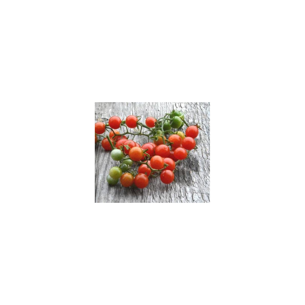 Divoká rajčátka - Solanum pimpinellifolium - semena - 6 ks