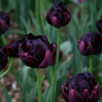 Tulipán Black Hero - Tulipa - cibule tulipánu - 3 ks