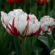Tulipán - Carnaval de Nice - cibule tulipánů - prodej cibulovin - 3 ks